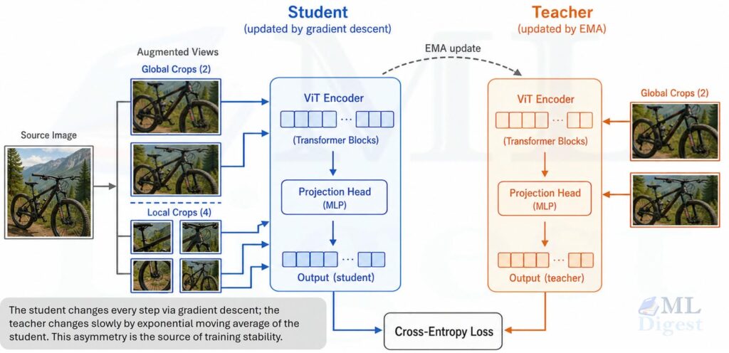 dino-student-teacher-learning-setup
