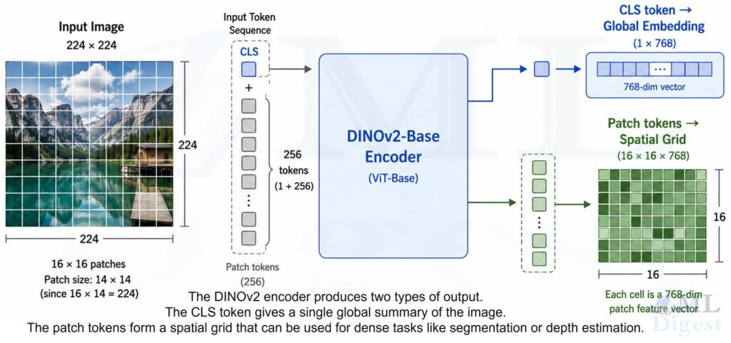 dino-v2-global-vs-local-patch-outputs
