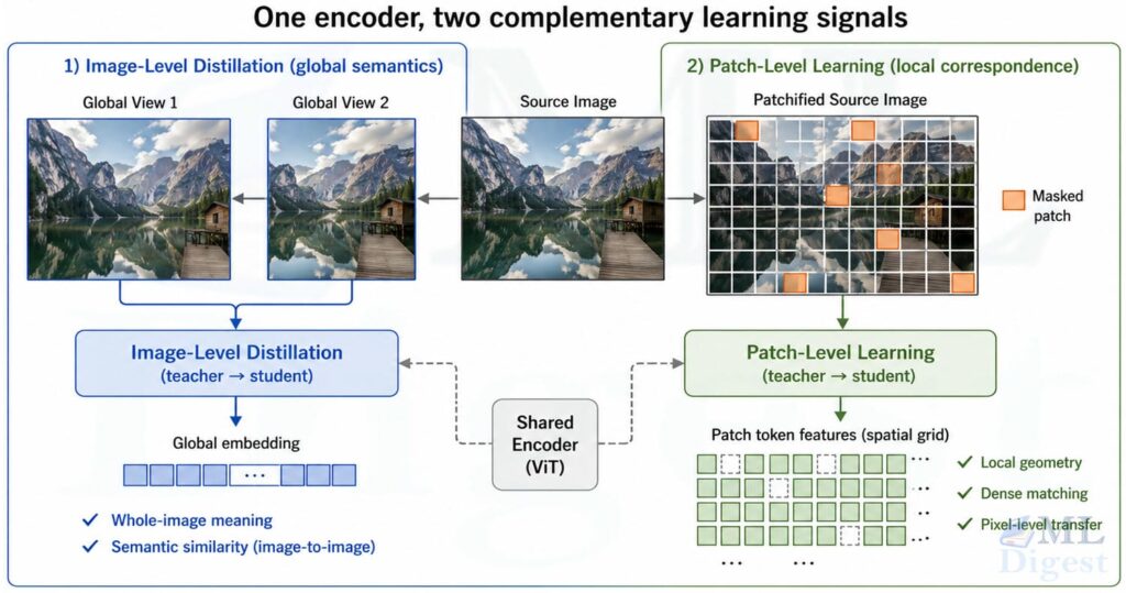 dino-v2-learning-global-local-together
